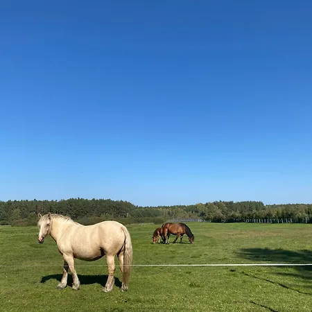 Dom Przy Lesie * Zielonowo